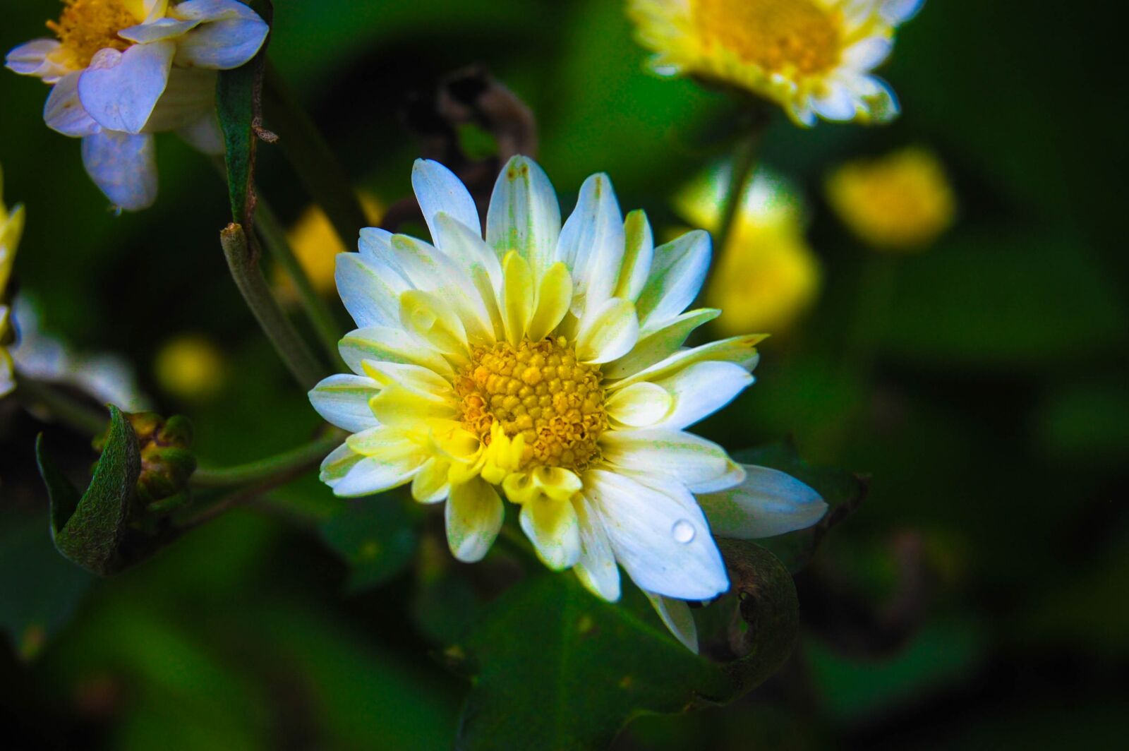 Nikon D40 sample photo. Flower, nature, srilanka photography
