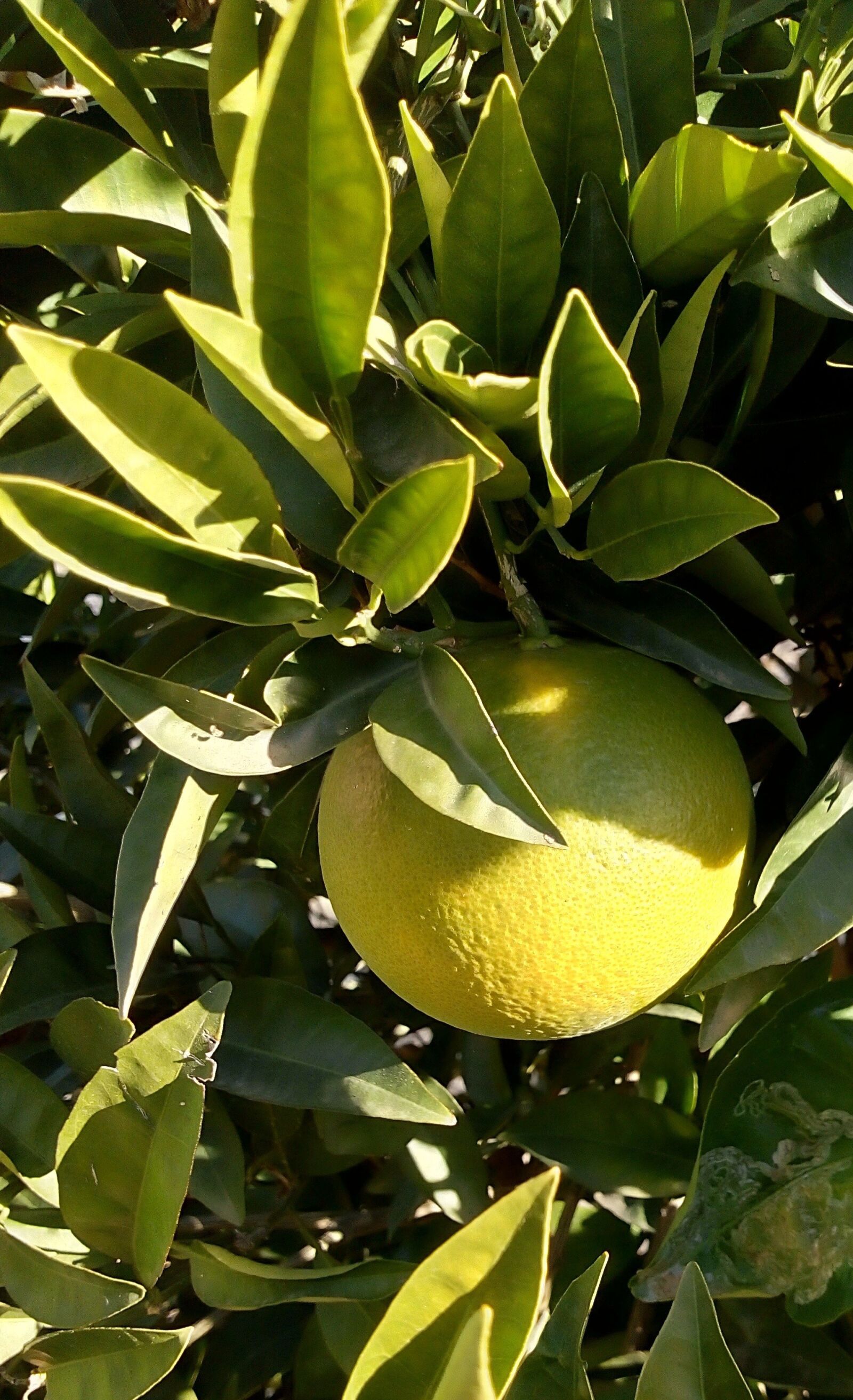 Motorola Moto E (4) Plus sample photo. Limon, verde, amarillo photography