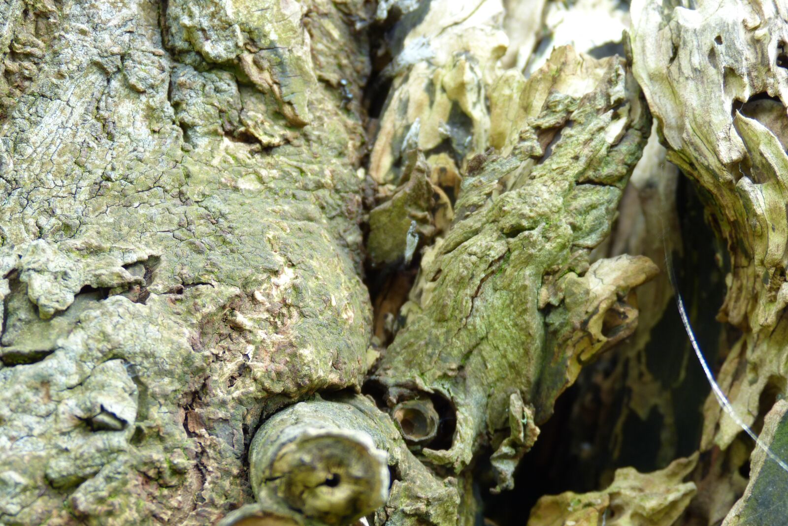 Panasonic Lumix DMC-FZ150 sample photo. Tree, bark, nature photography