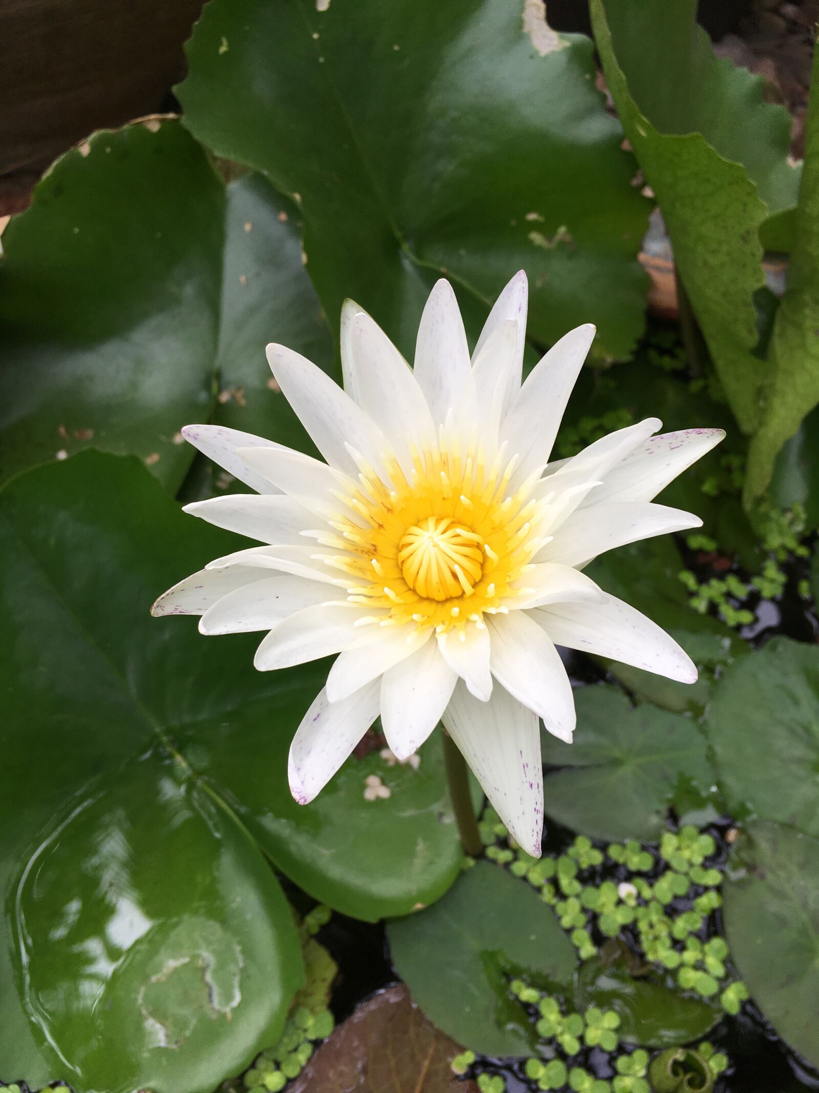 iPhone SE back camera 4.15mm f/2.2 sample photo. White, lotus, yellow photography