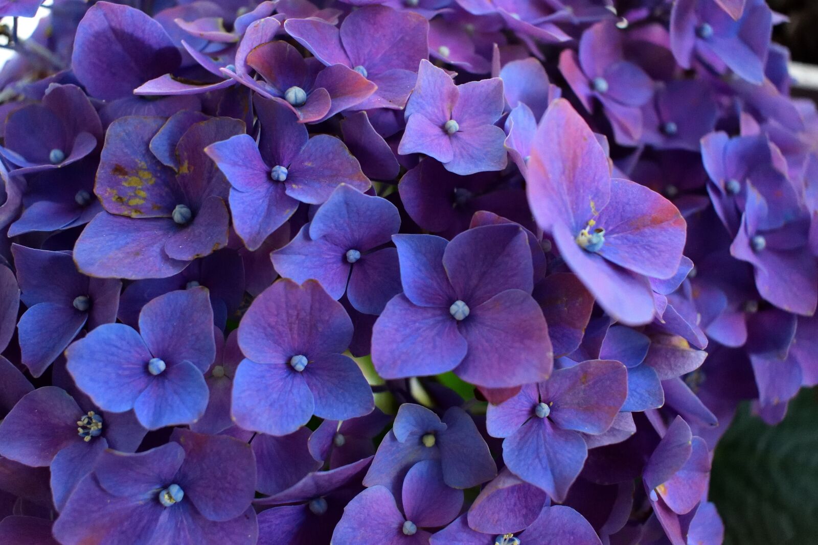 Nikon D5300 sample photo. Flower, petal, plant photography