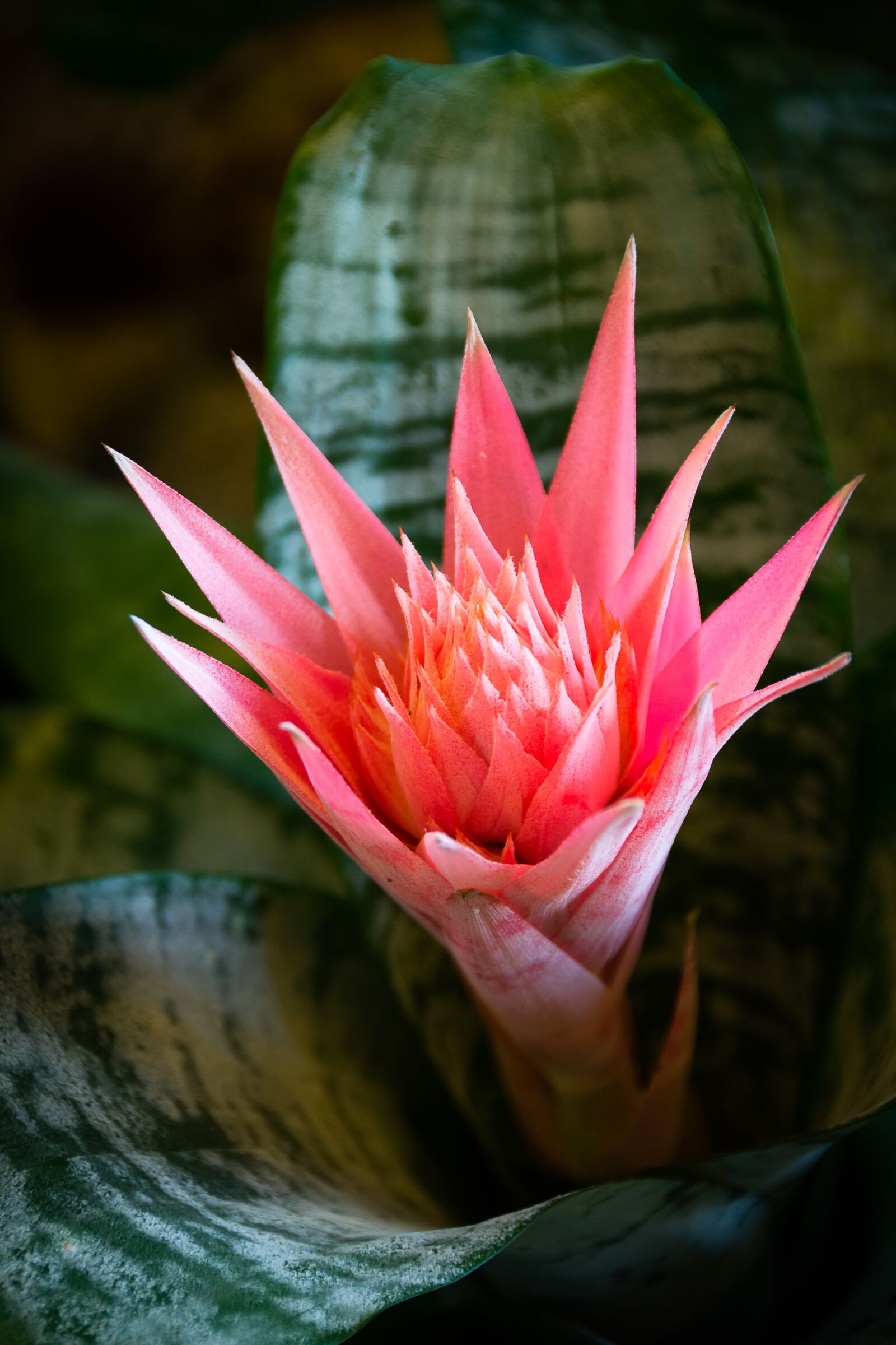 Nikon D3100 sample photo. Red flower, cactus, botanical photography