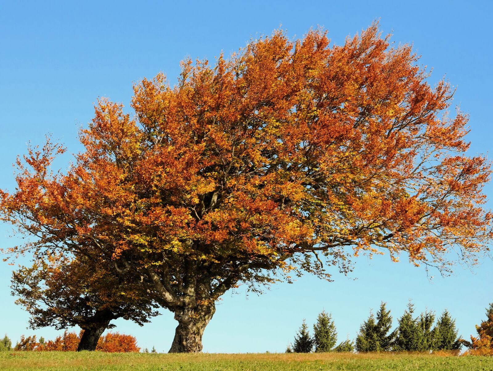Fujifilm XF 55-200mm F3.5-4.8 R LM OIS sample photo. Tree, beech, autumn photography
