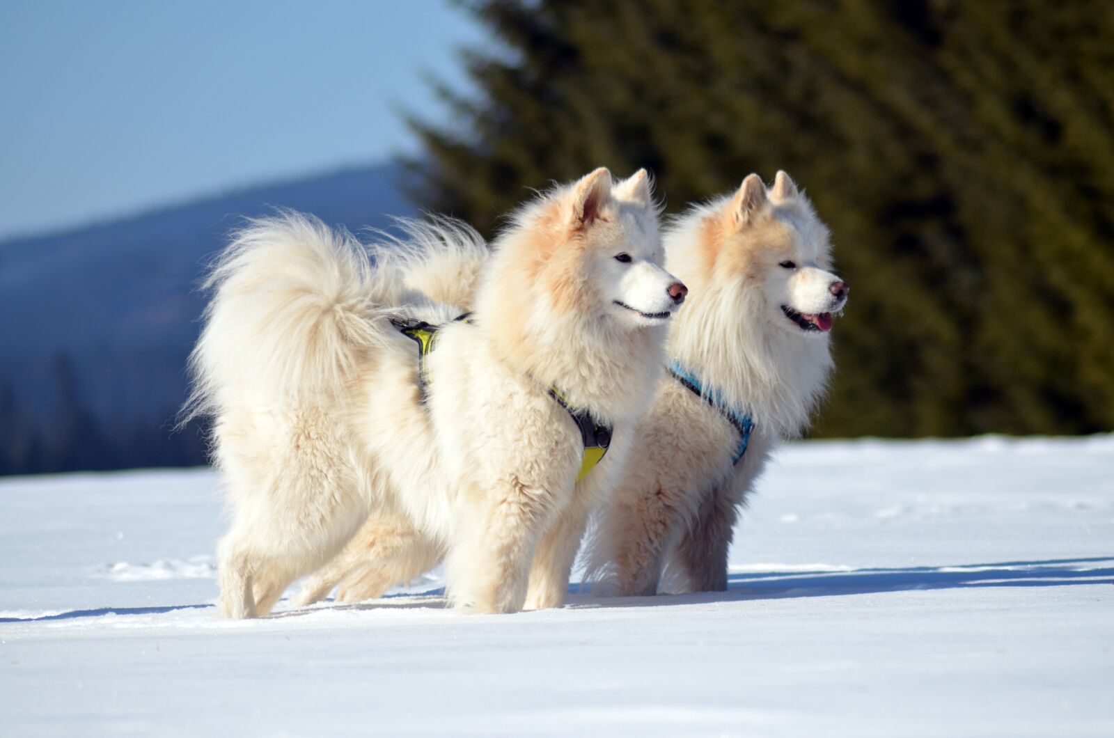 Nikon D5100 sample photo. Samoyed, dog, sled dog photography