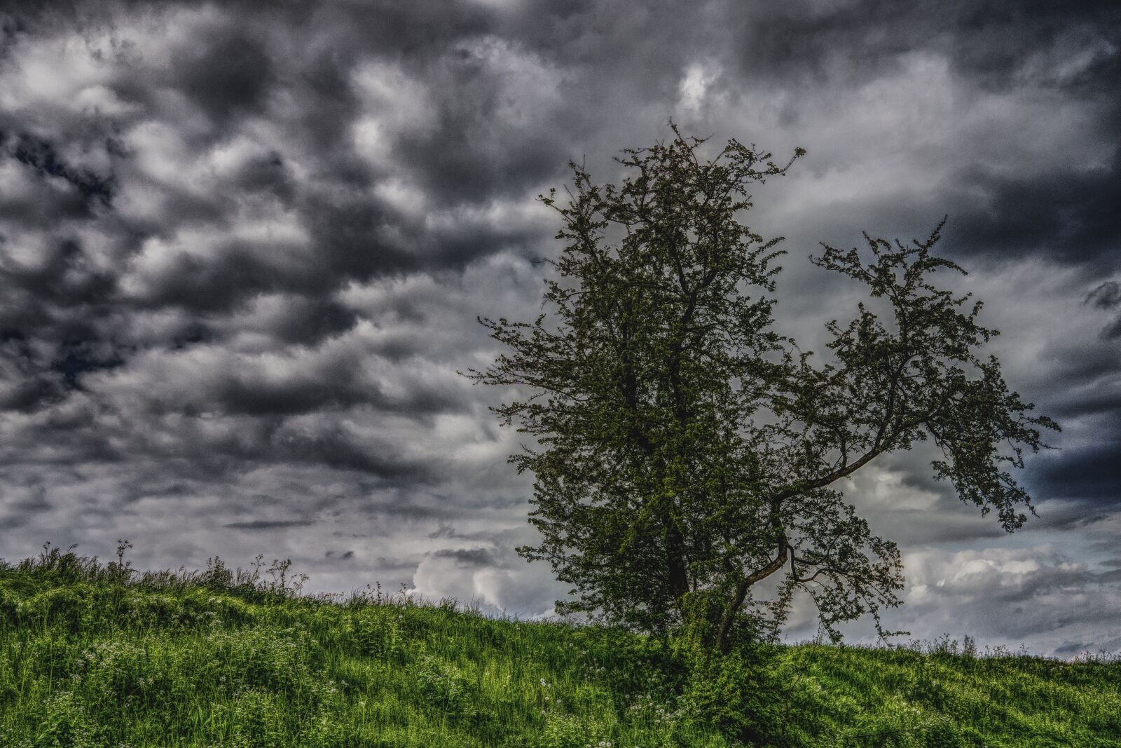 Sony a6300 + Sigma 30mm F2.8 EX DN sample photo. Tree, clouds, sky photography
