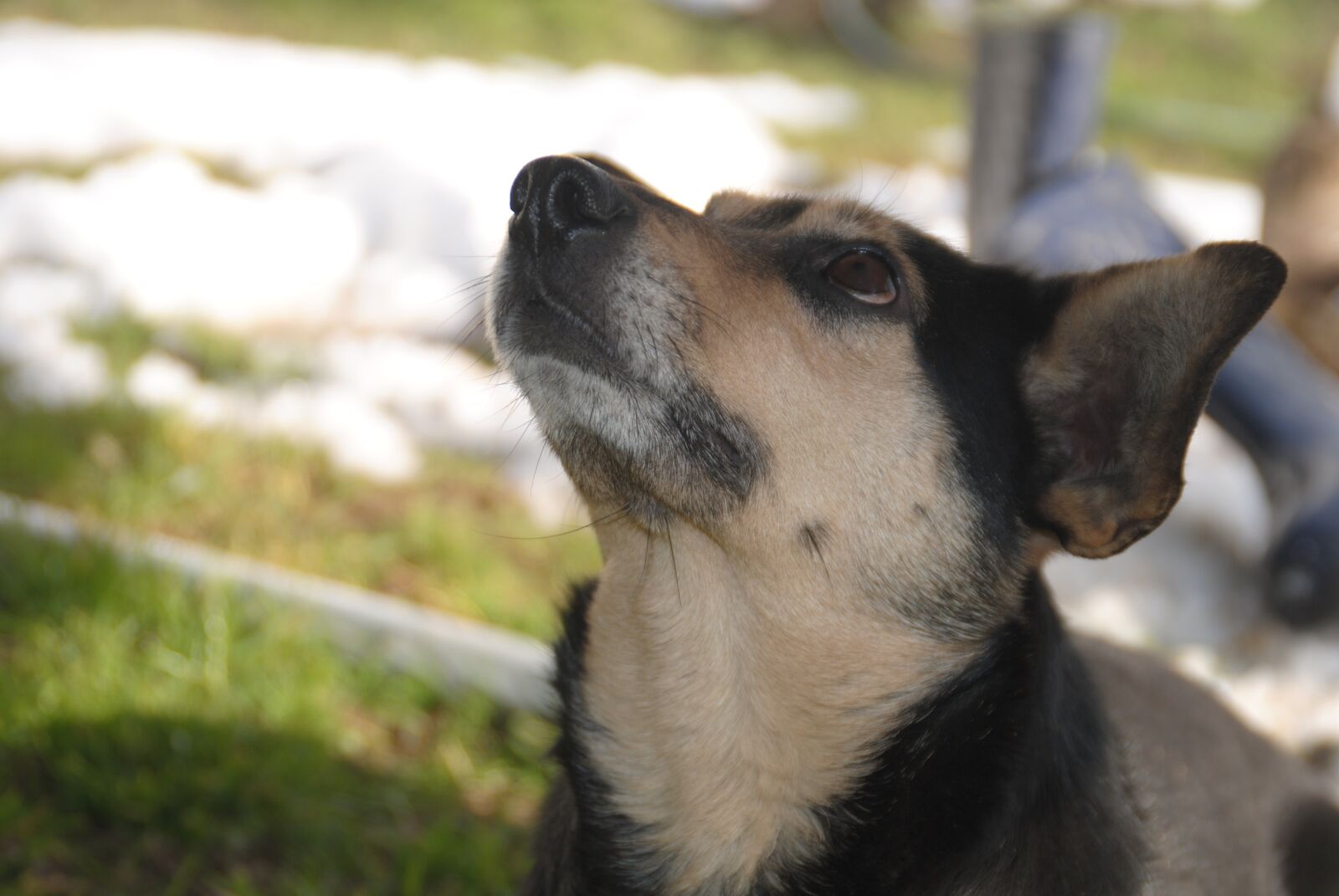 Nikon D3000 sample photo. Dog, bitch, black dog photography