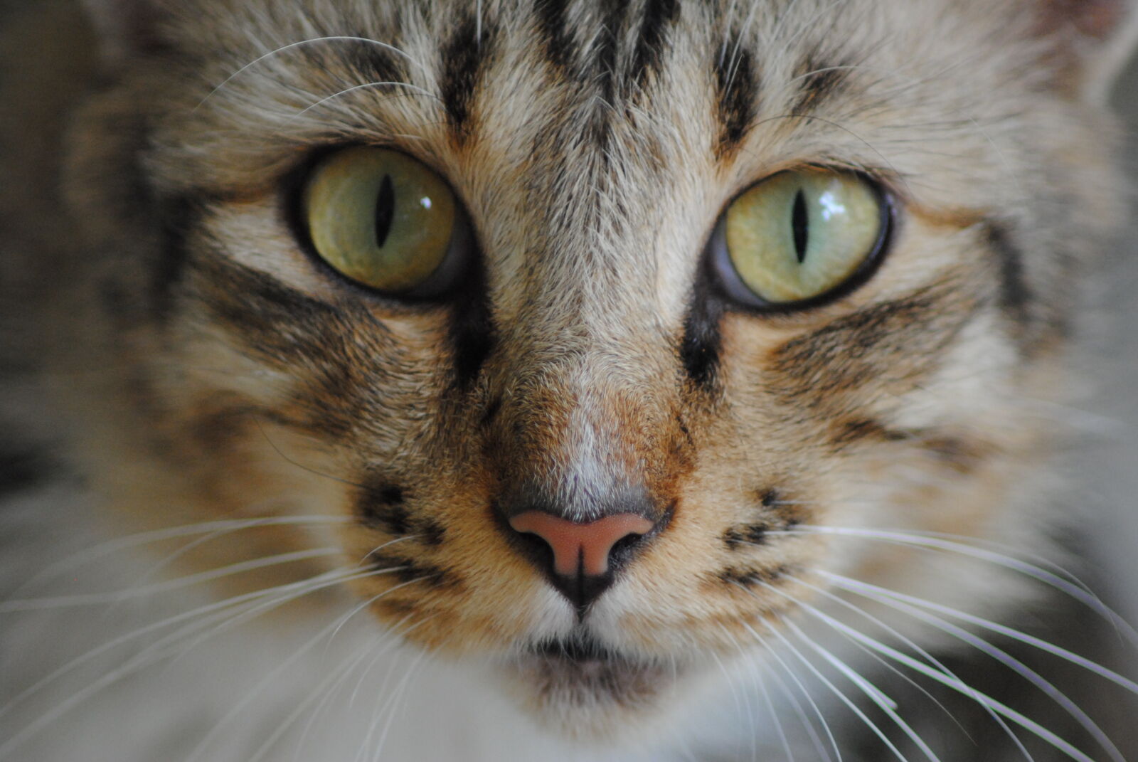 Nikon D3000 sample photo. Close, up, portrait, of photography