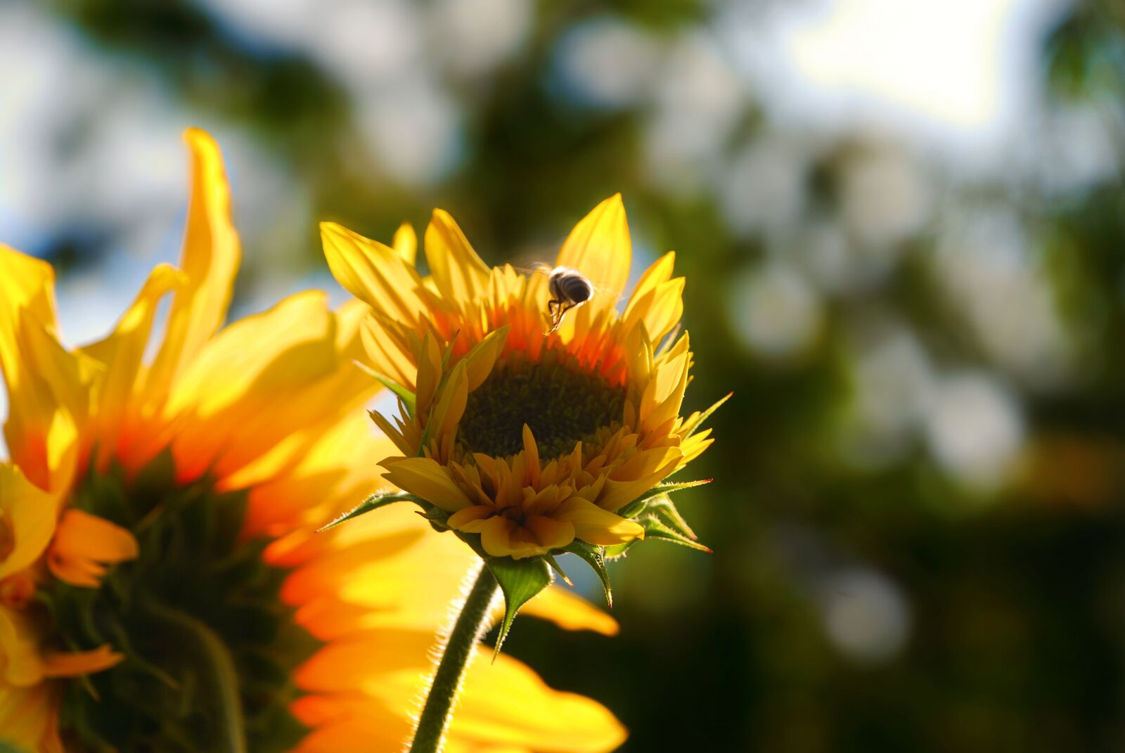 Nikon D80 sample photo. Sunflower, flower, nature photography
