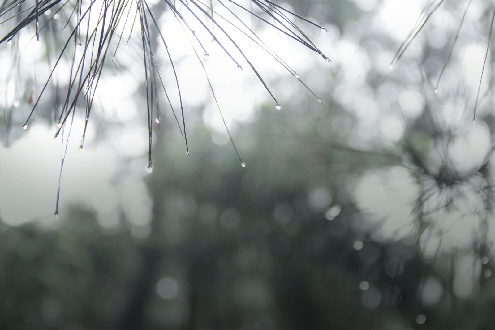 Canon EF-S 18-135mm F3.5-5.6 IS sample photo. The rainy season, conifer photography