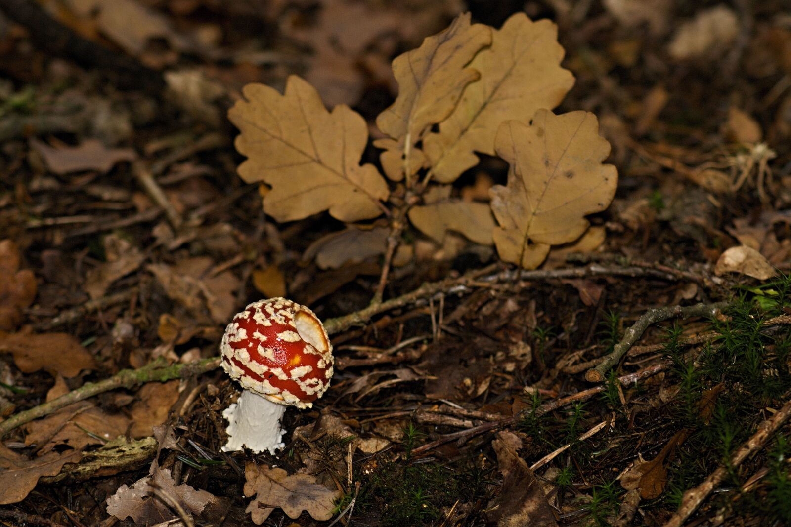 70.00 - 300.00 mm f/4.0 - 5.6 sample photo. Toadstool, red, toxic photography