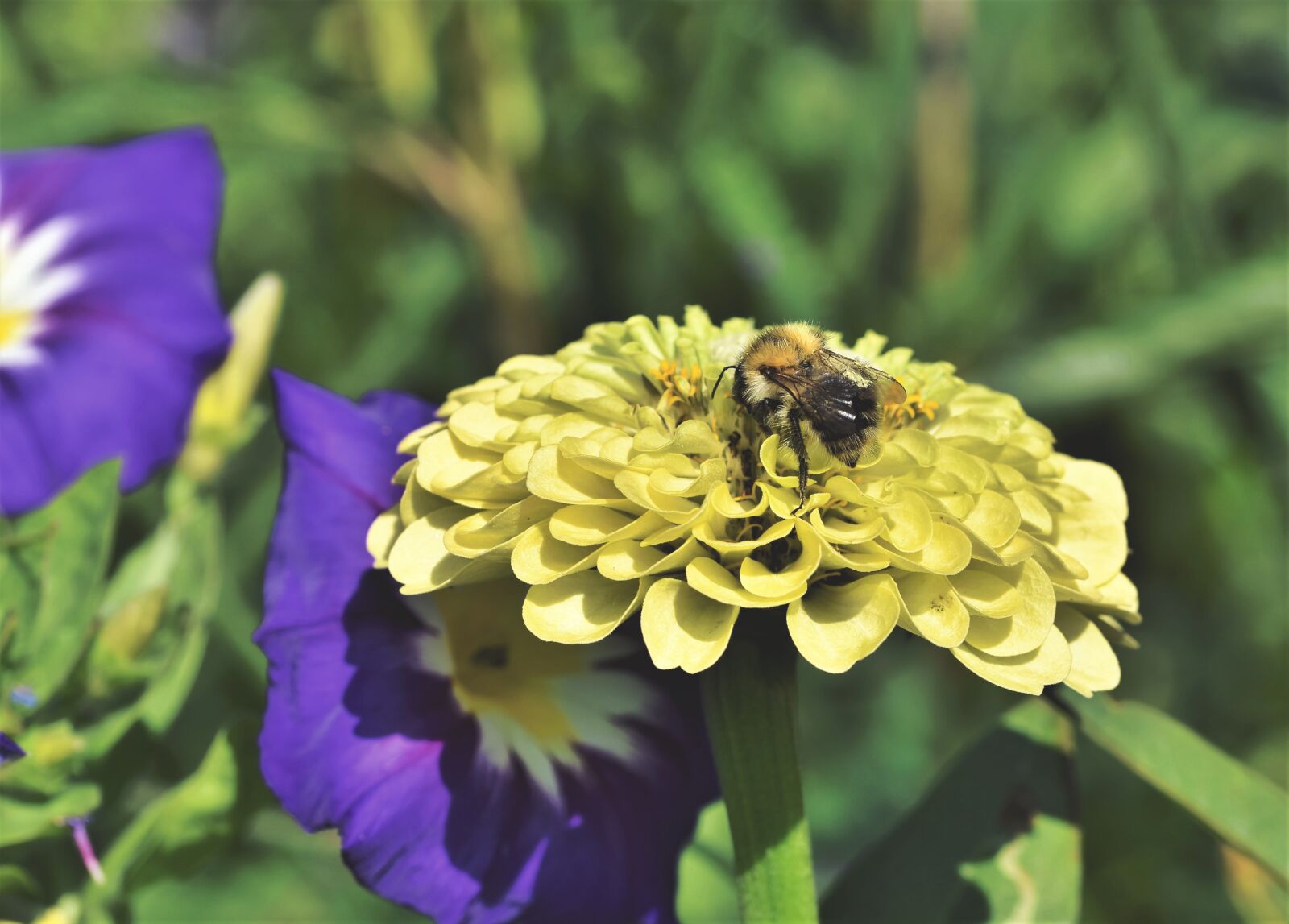 Nikon D7200 sample photo. Bee, insect, honey bee photography