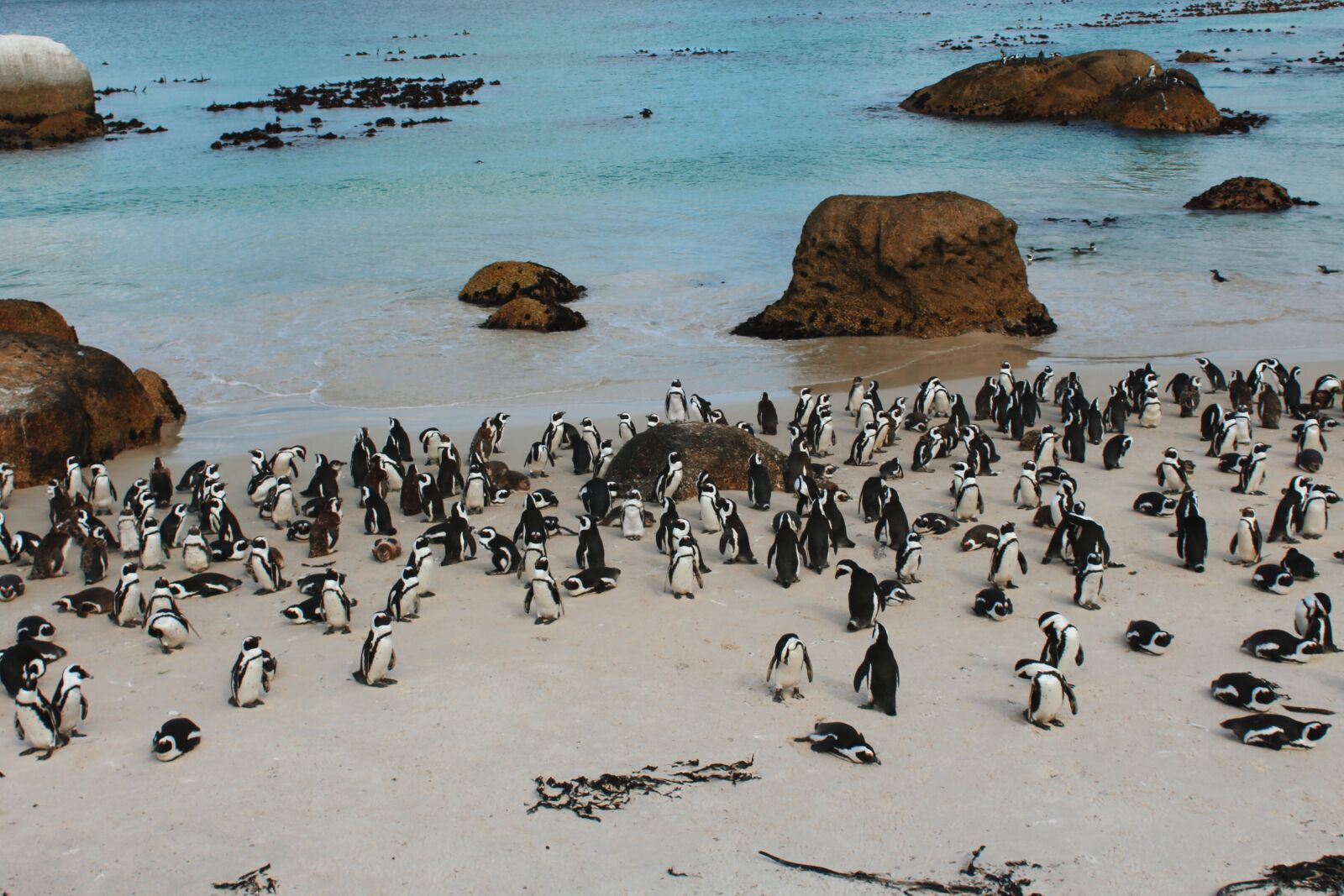 Canon EOS 1200D (EOS Rebel T5 / EOS Kiss X70 / EOS Hi) sample photo. South frica, cape town photography