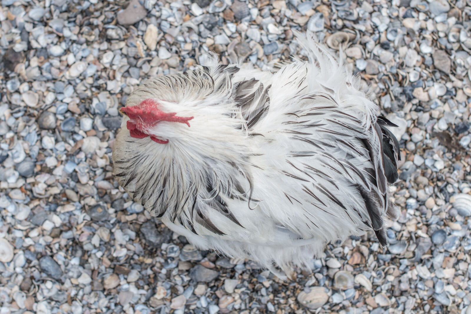 Nikon D600 sample photo. Animal, bird, chick, chicken photography