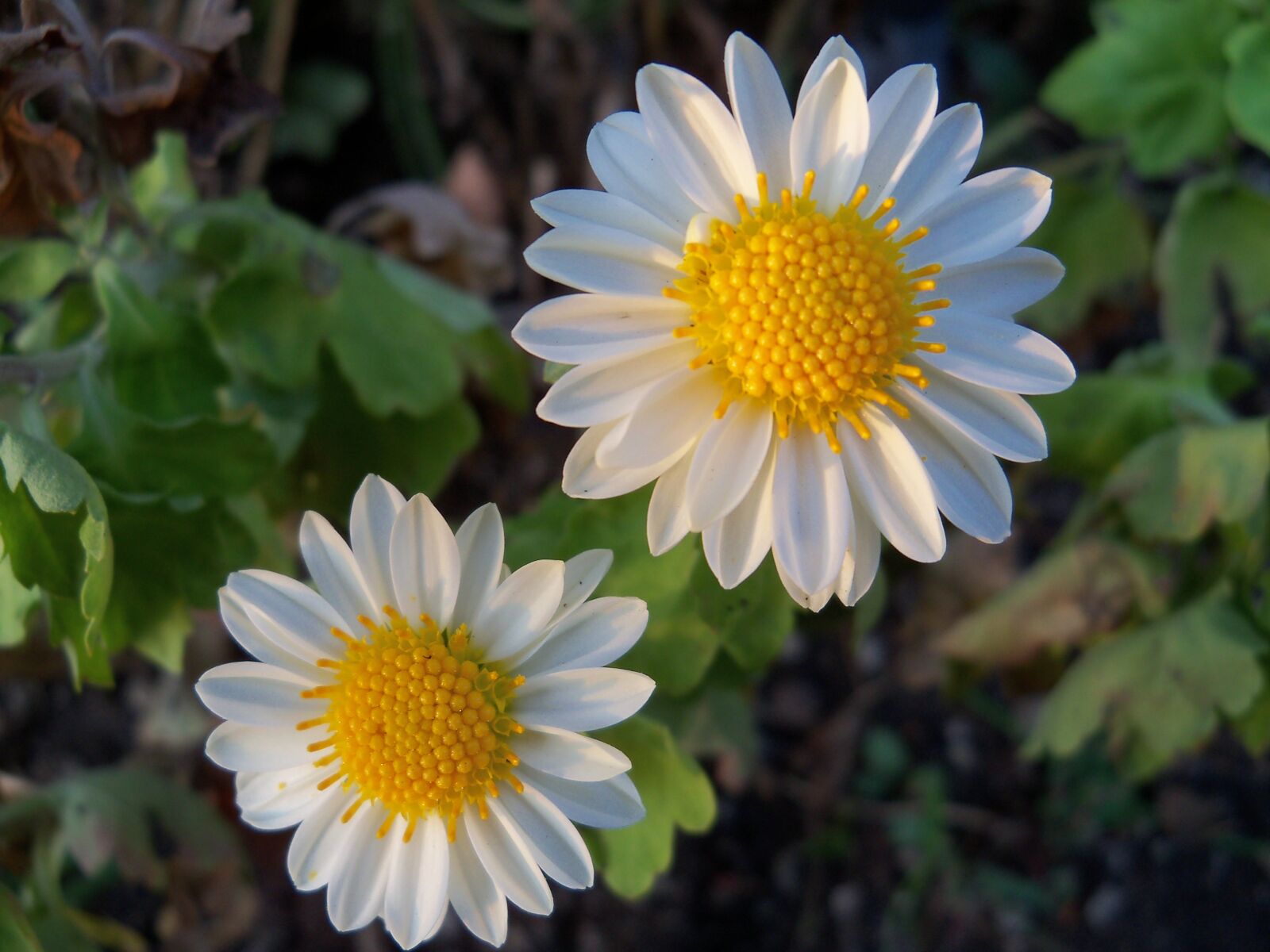 Kodak EasyShare Z915 sample photo. Flowers, nature, petals photography