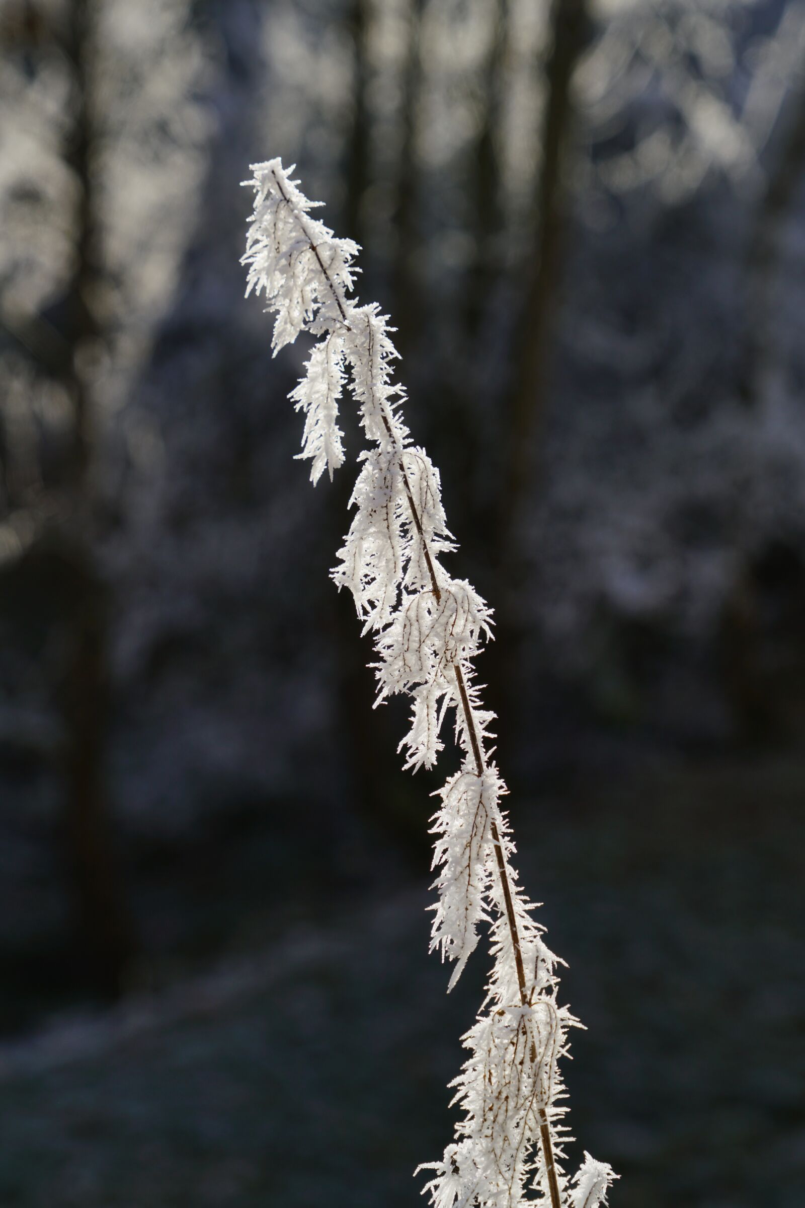 Sony a7R II + Sony FE 24-240mm F3.5-6.3 OSS sample photo. Stinging nettle, hoarfrost, ripe photography