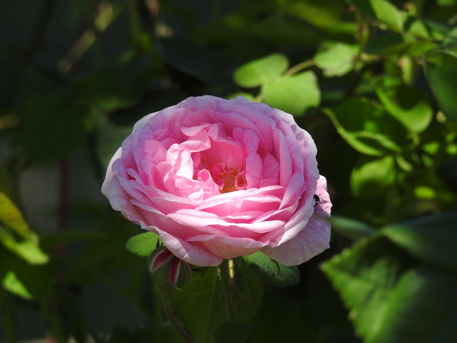 Nikon Coolpix P900 sample photo. Tea rose, flower, rose photography