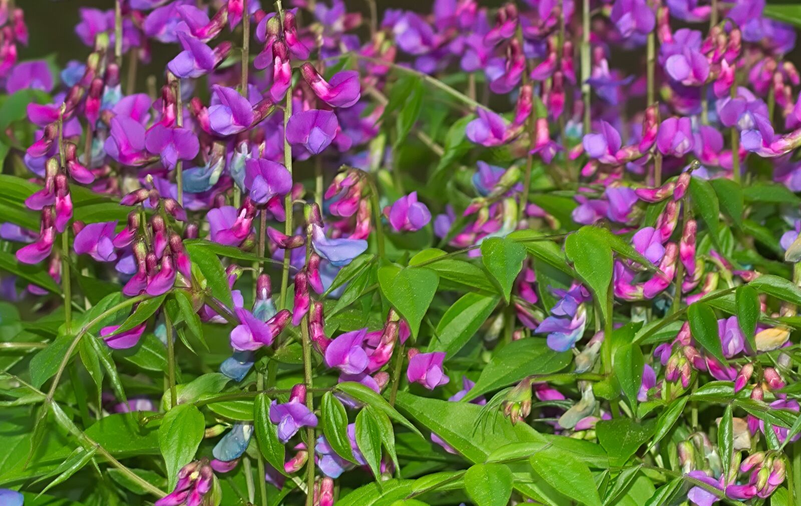 Nikon D3300 sample photo. Nature, flower, plant photography