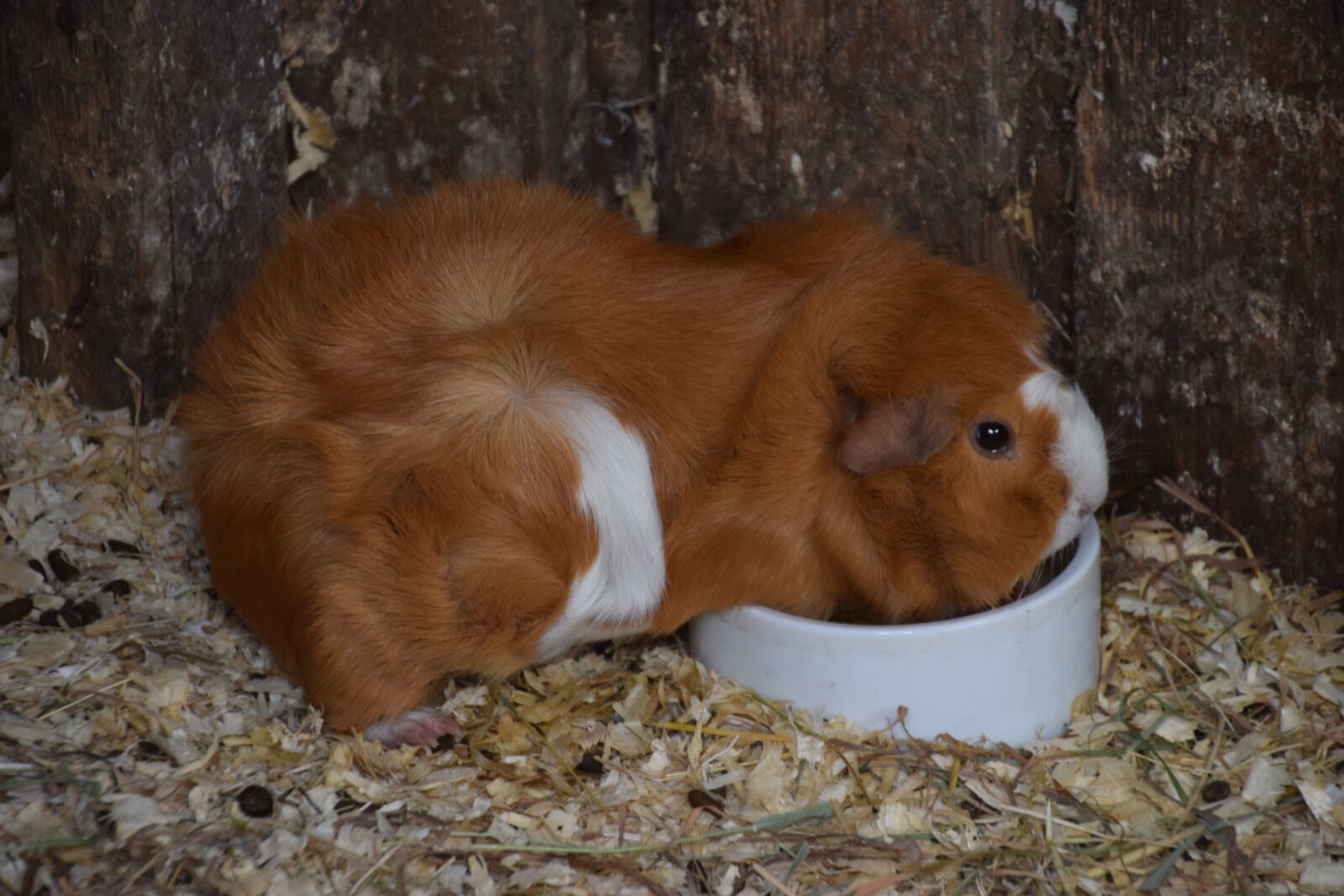 Nikon D5300 sample photo. Guinea pig, fur, pet photography