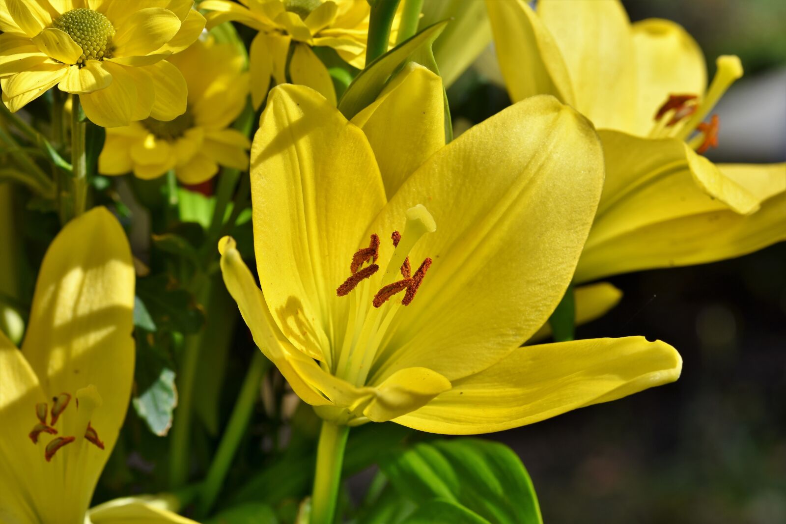 Nikon D7200 sample photo. Lily, blossom, bloom photography
