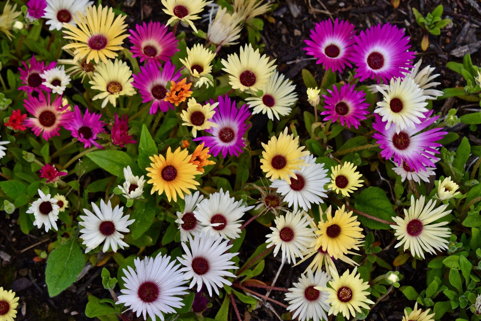 Nikon D3500 sample photo. Ice, flowers, garden photography