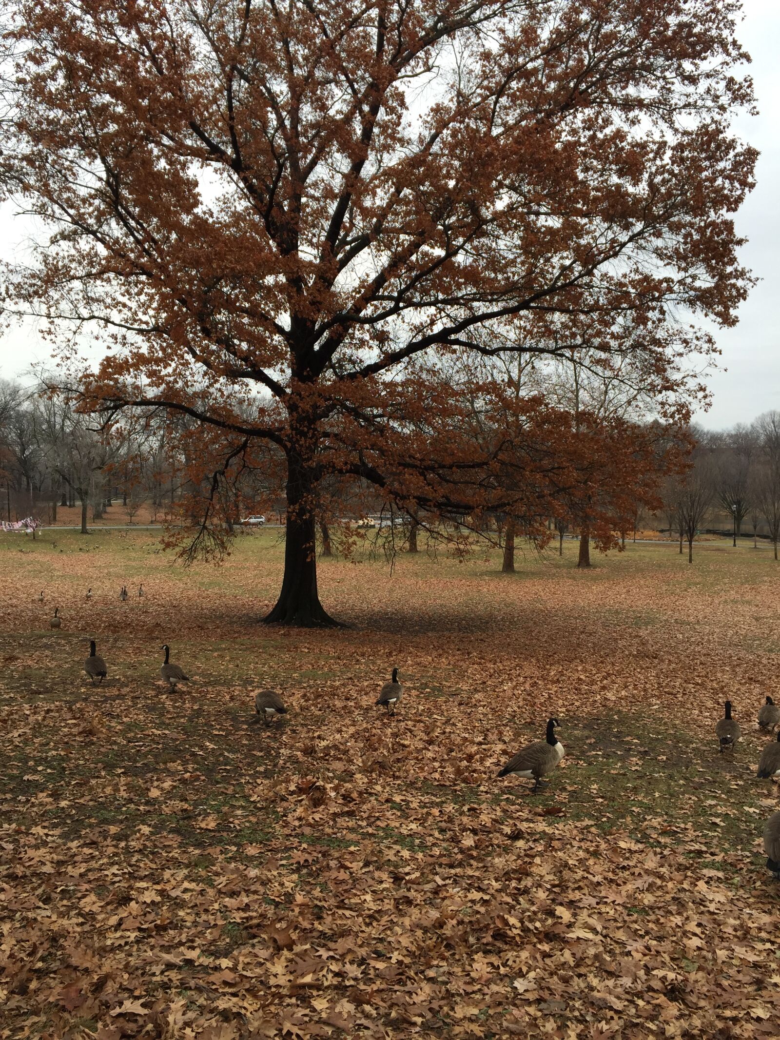 iPhone 6 Plus back camera 4.15mm f/2.2 sample photo. Autumn, fall, geese, leaves photography