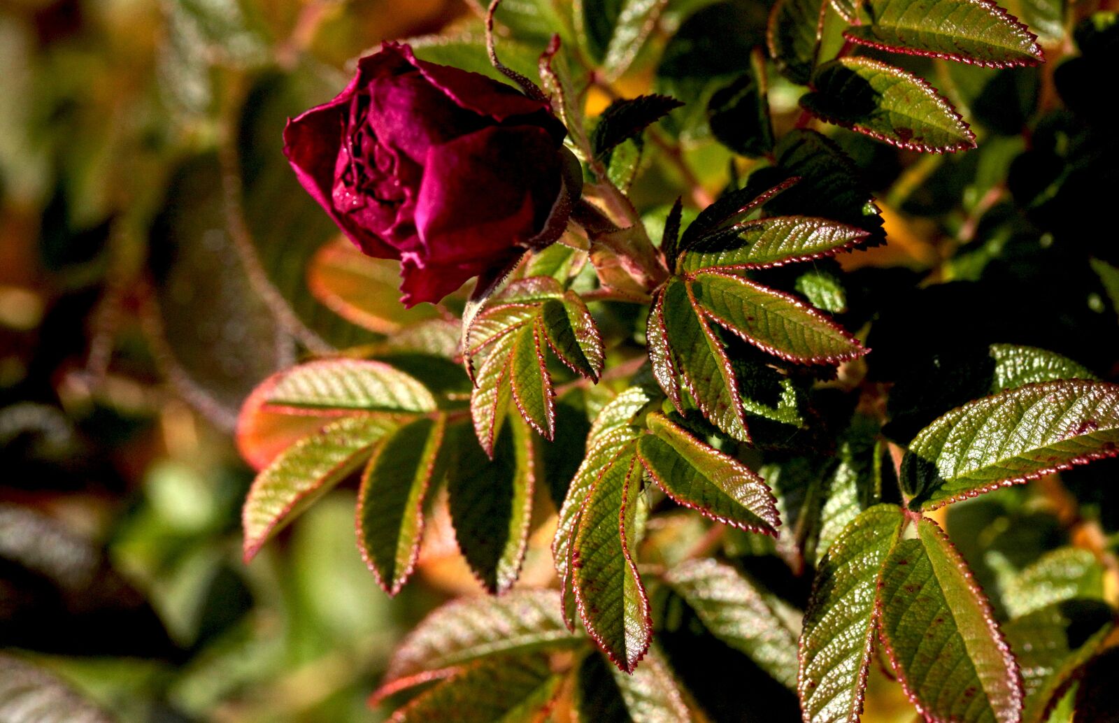 Canon EOS 5D Mark II sample photo. Rose, flower, flowering photography