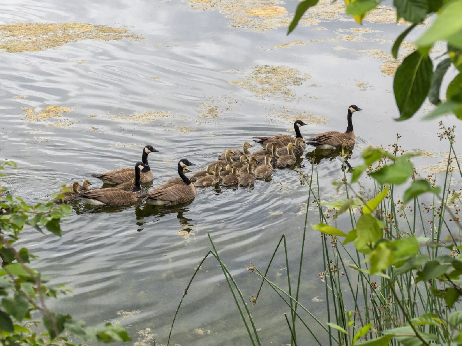 Panasonic Lumix DMC-FZ1000 sample photo. Canadian geese, family, chicks photography