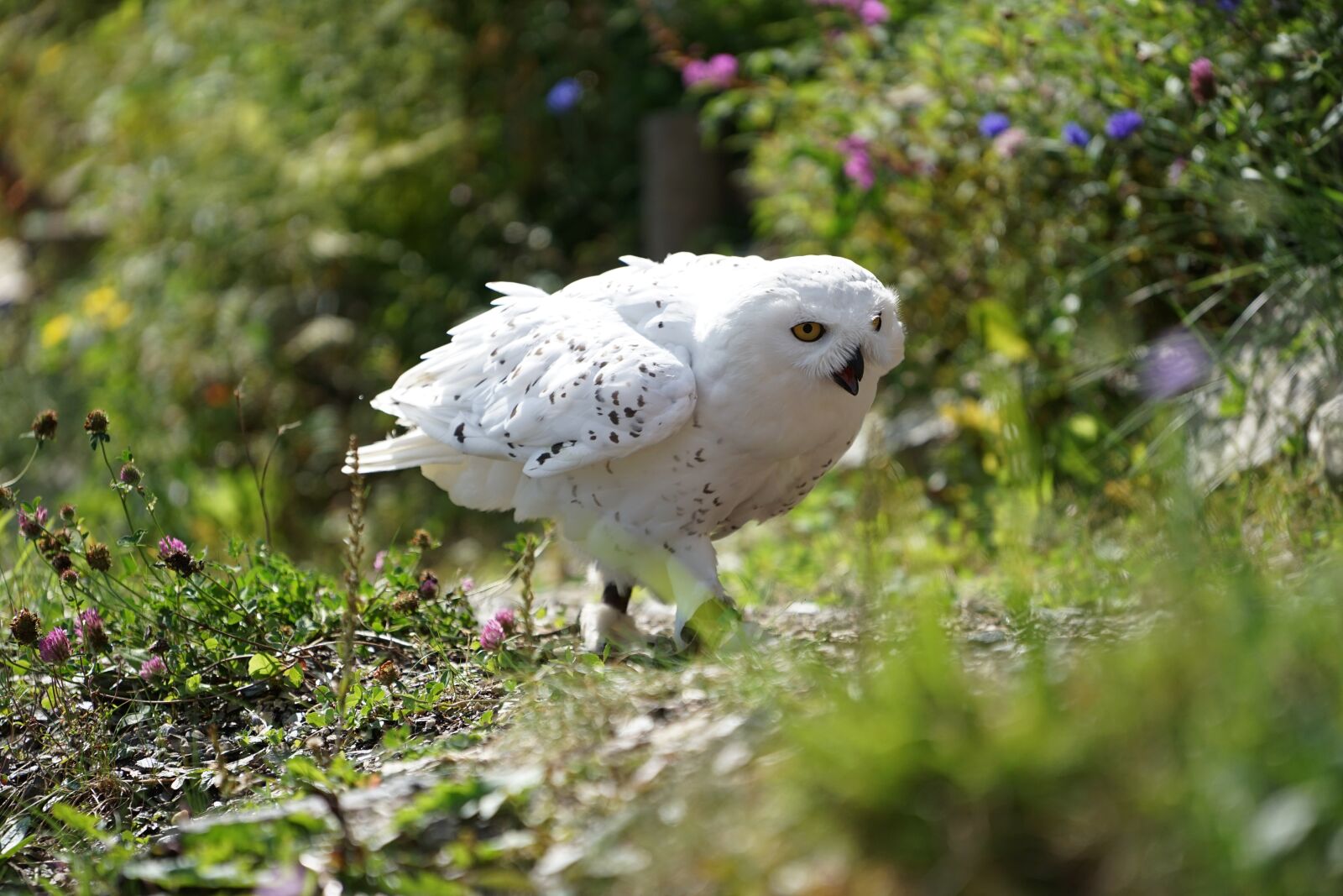 Sony a7 II + Sony FE 70-200mm F4 G OSS sample photo. Owl, snowy owl, white photography