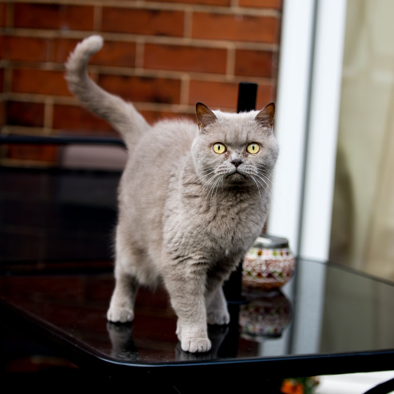 Nikon D610 sample photo. British, shorthair, cat photography
