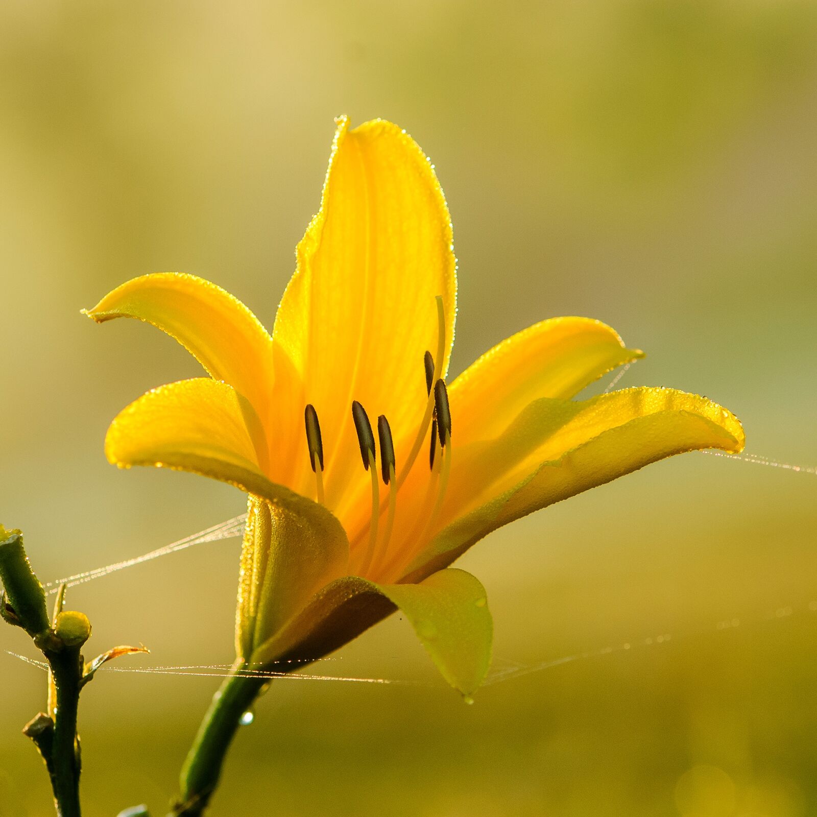 Nikon D80 sample photo. Yellow flowers, fresh, the photography