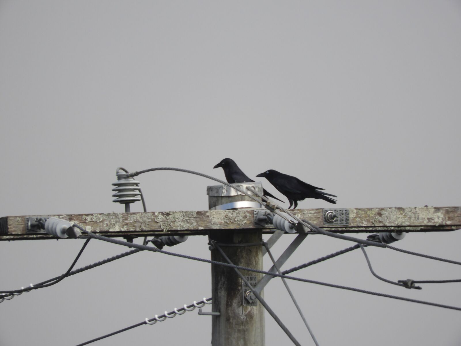 Nikon Coolpix B700 sample photo. Crow, bird, fog photography