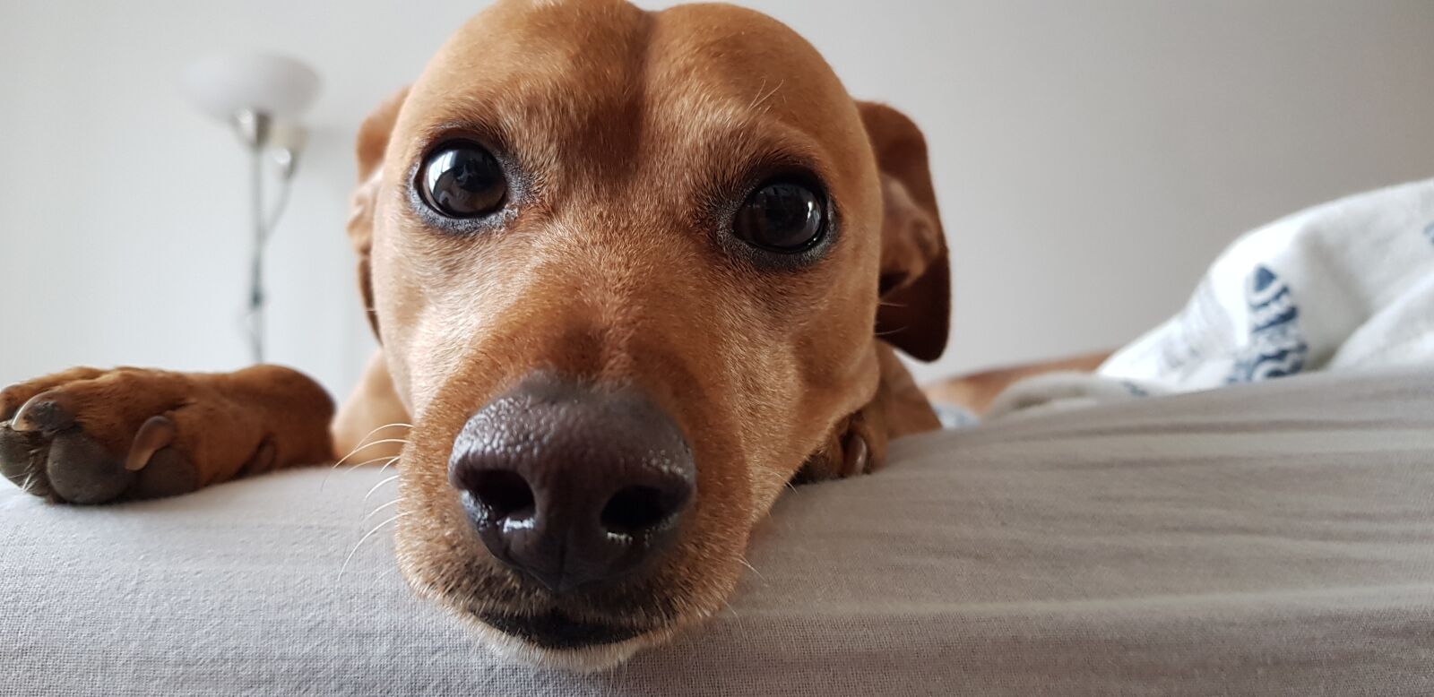 Samsung Galaxy S8 sample photo. Dog bed, german midget photography