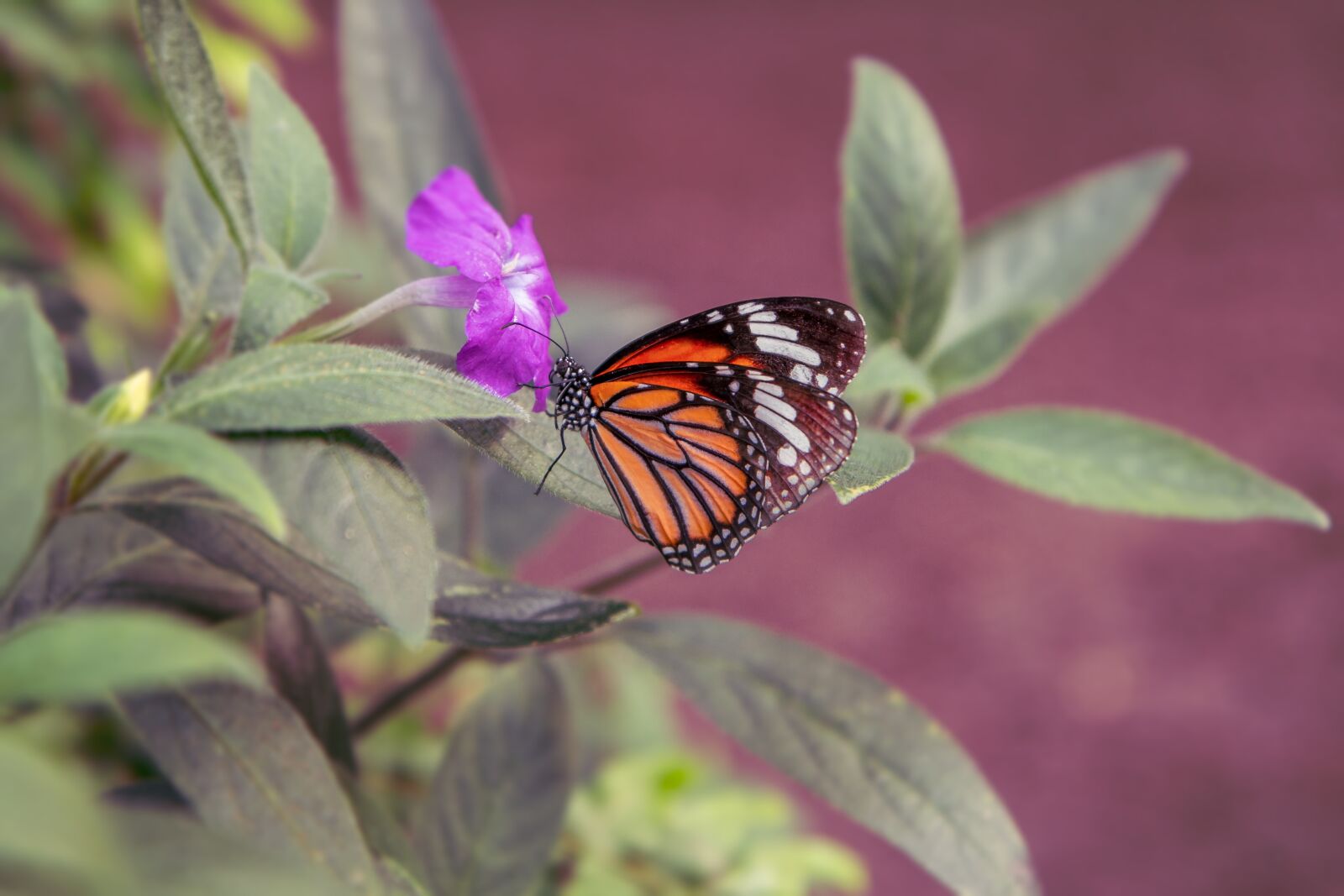 Canon EOS 60D sample photo. Nature, butterfly, insects photography