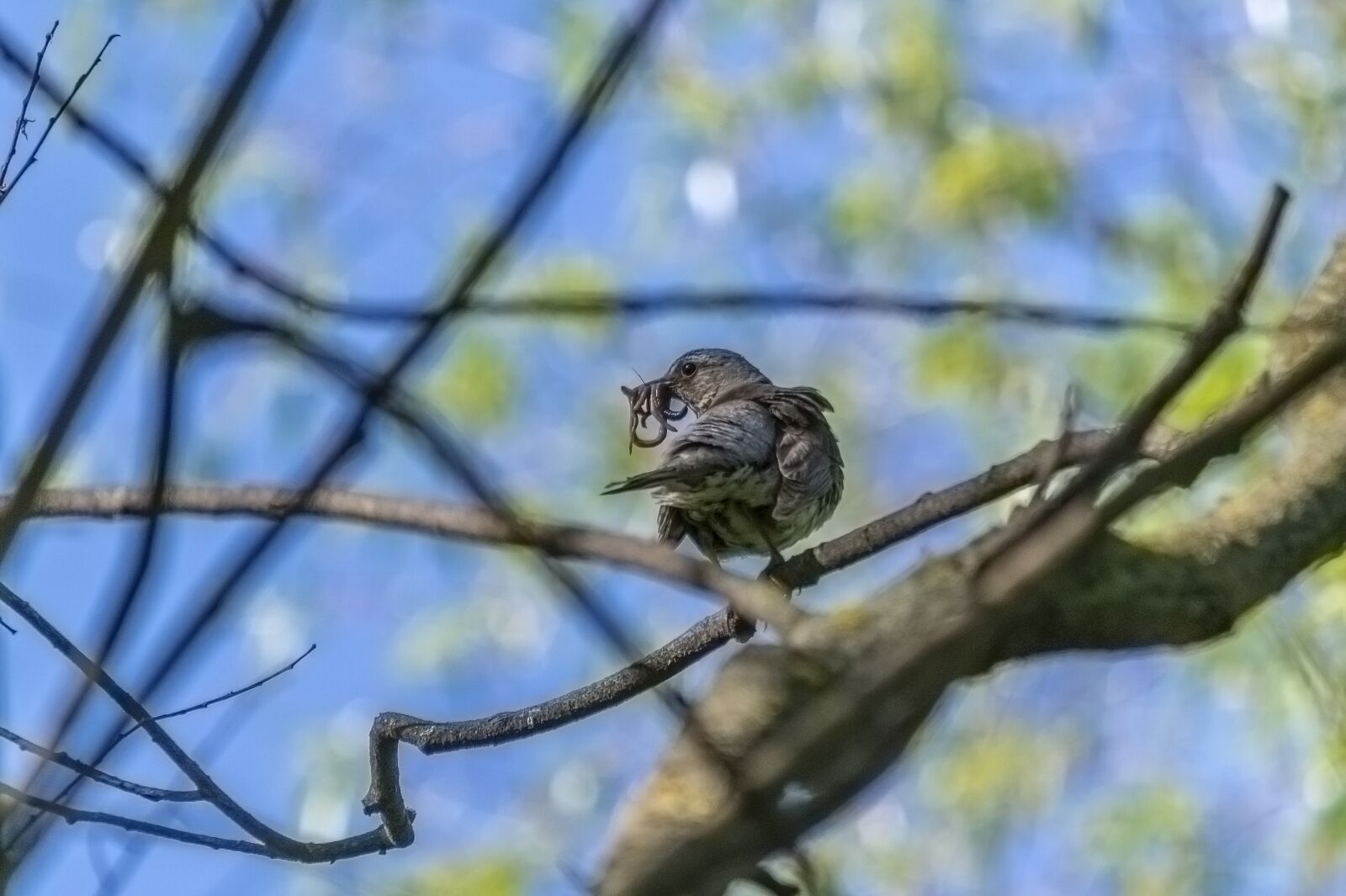 Nikon D3300 sample photo. Nature, bird, thrush photography