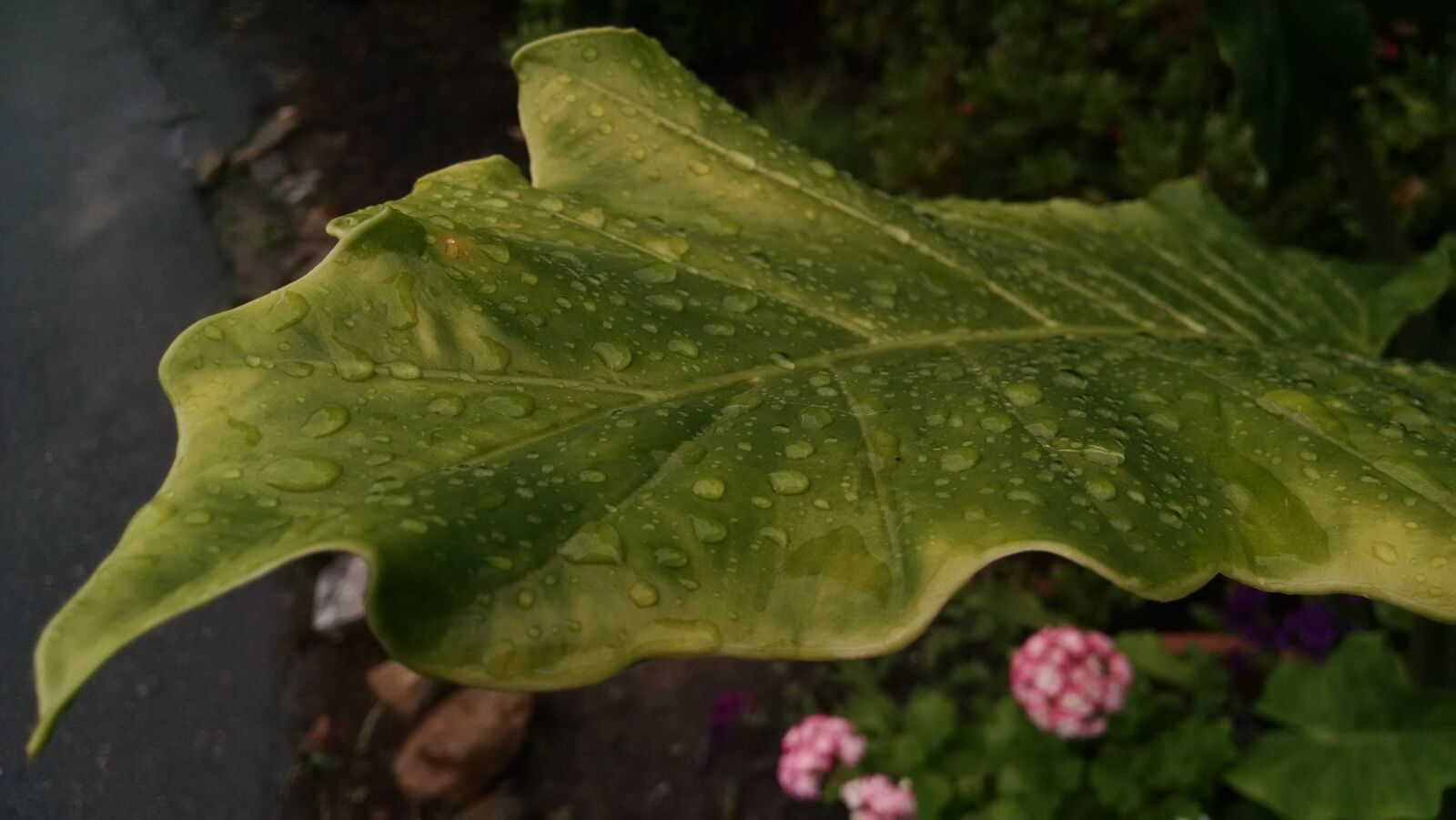 Motorola Moto X (1st Gen) sample photo. Elephant, ear, green, leaf photography