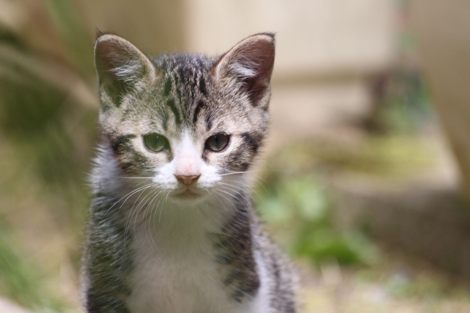 Canon EOS 500D (EOS Rebel T1i / EOS Kiss X3) sample photo. Domestic animal, kitten, european photography