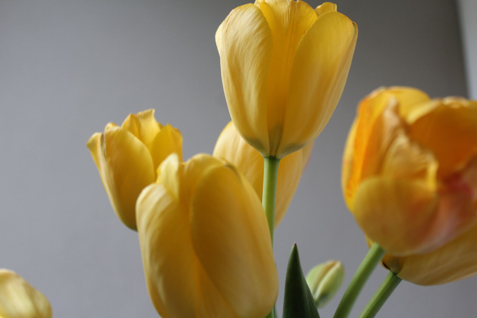 Canon EOS 1200D (EOS Rebel T5 / EOS Kiss X70 / EOS Hi) sample photo. Tulips, easter, yellow photography