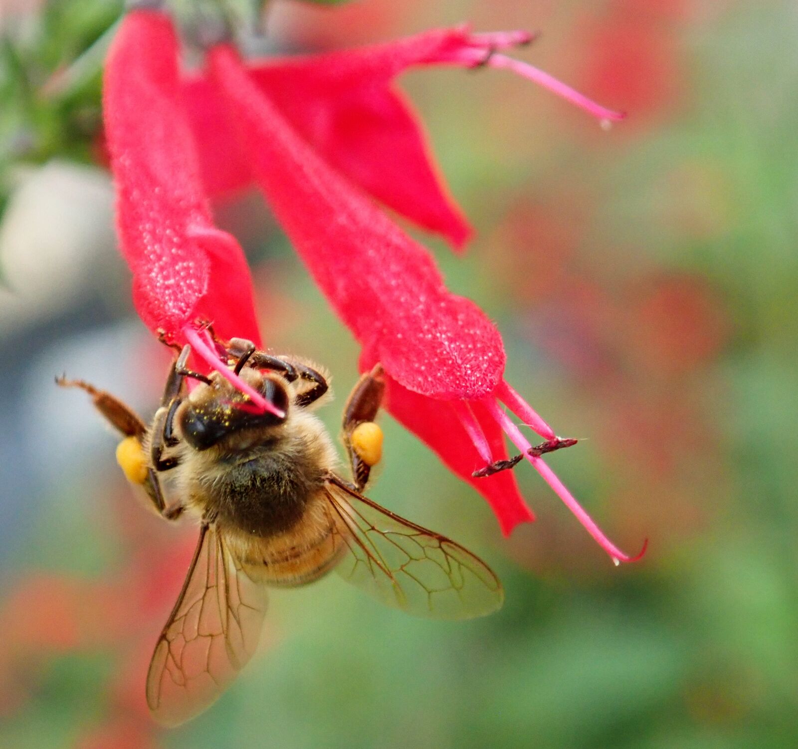 Olympus TG-5 sample photo. Bee, insect, nectar photography