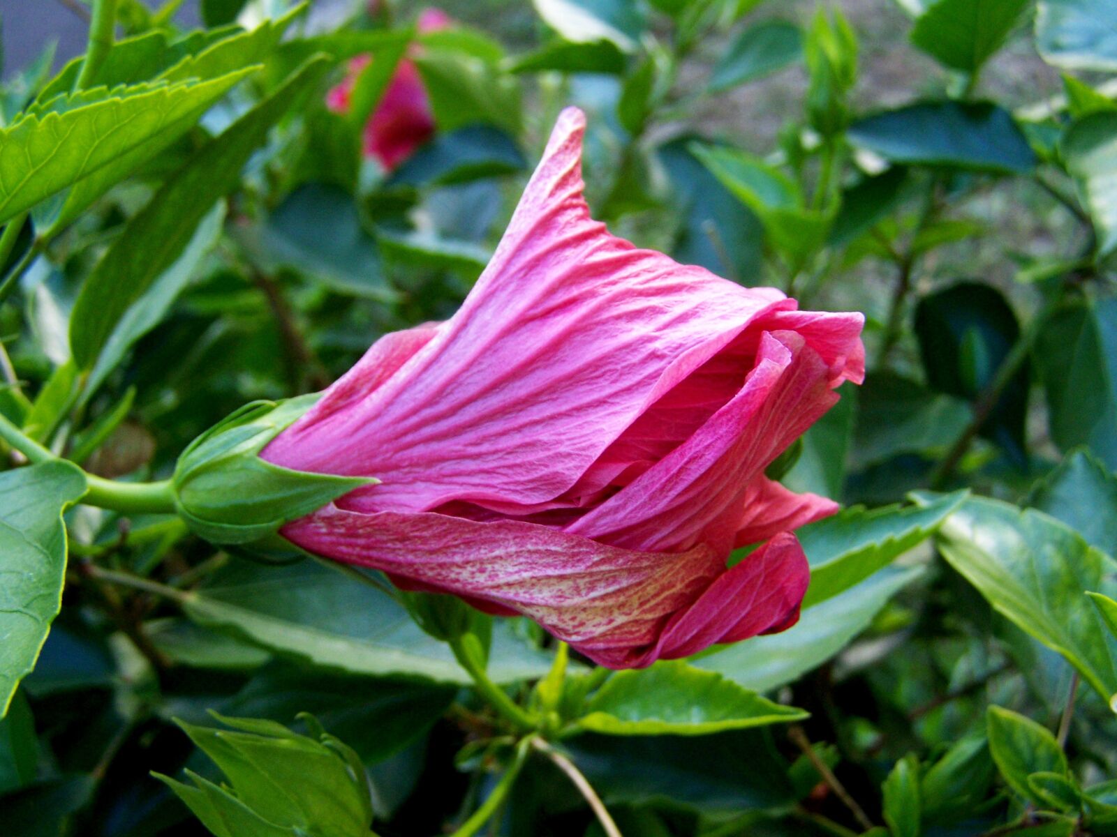 Kodak EASYSHARE ZD710 ZOOM DIGITAL CAMERA sample photo. Flower buds, hollyhock, hibiscus photography