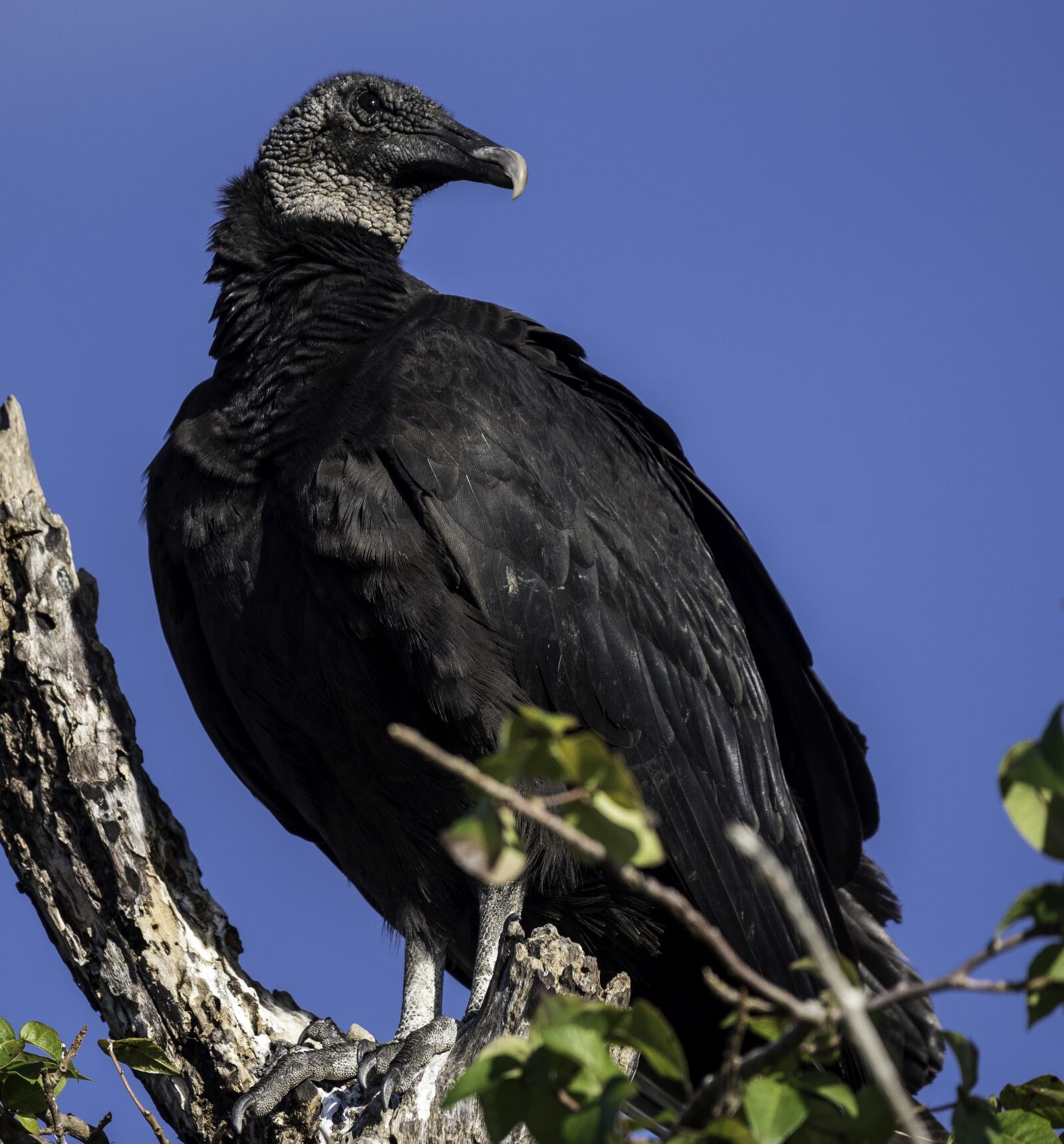Nikon D750 sample photo. Vulture, bird of prey photography