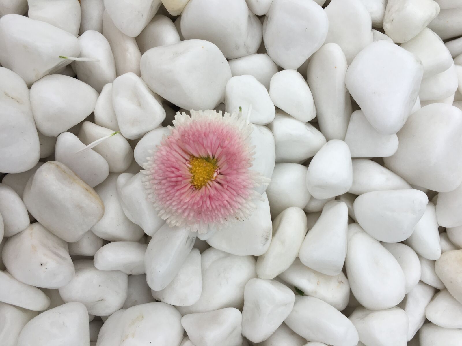 Apple iPhone 6s sample photo. Flower, dell, white photography