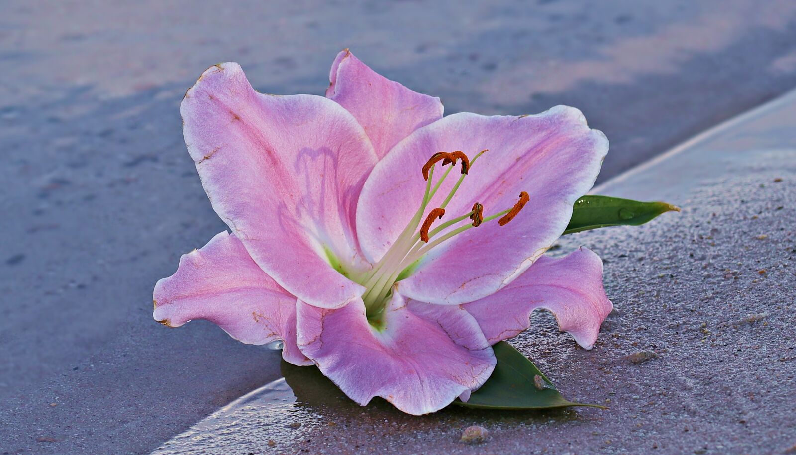 Canon EOS 80D sample photo. Lily, flower, blossom photography