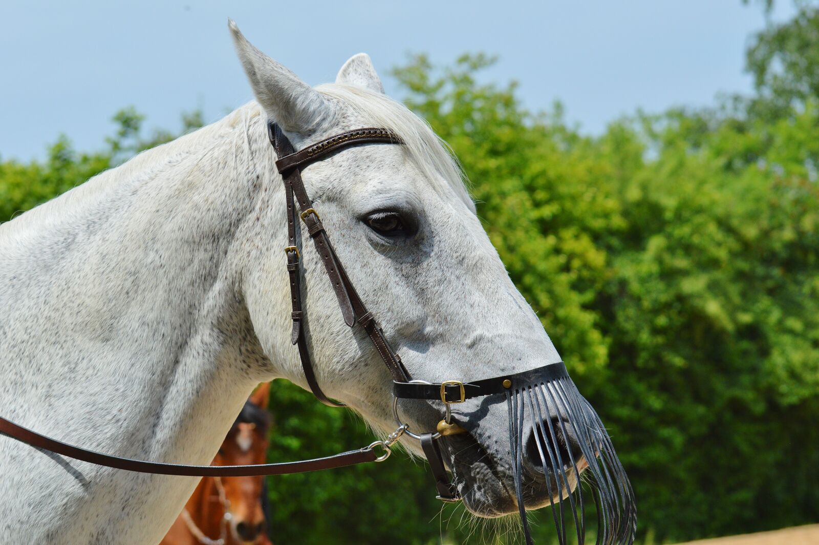 Nikon D3200 sample photo. Horse, mold, reiterhof photography