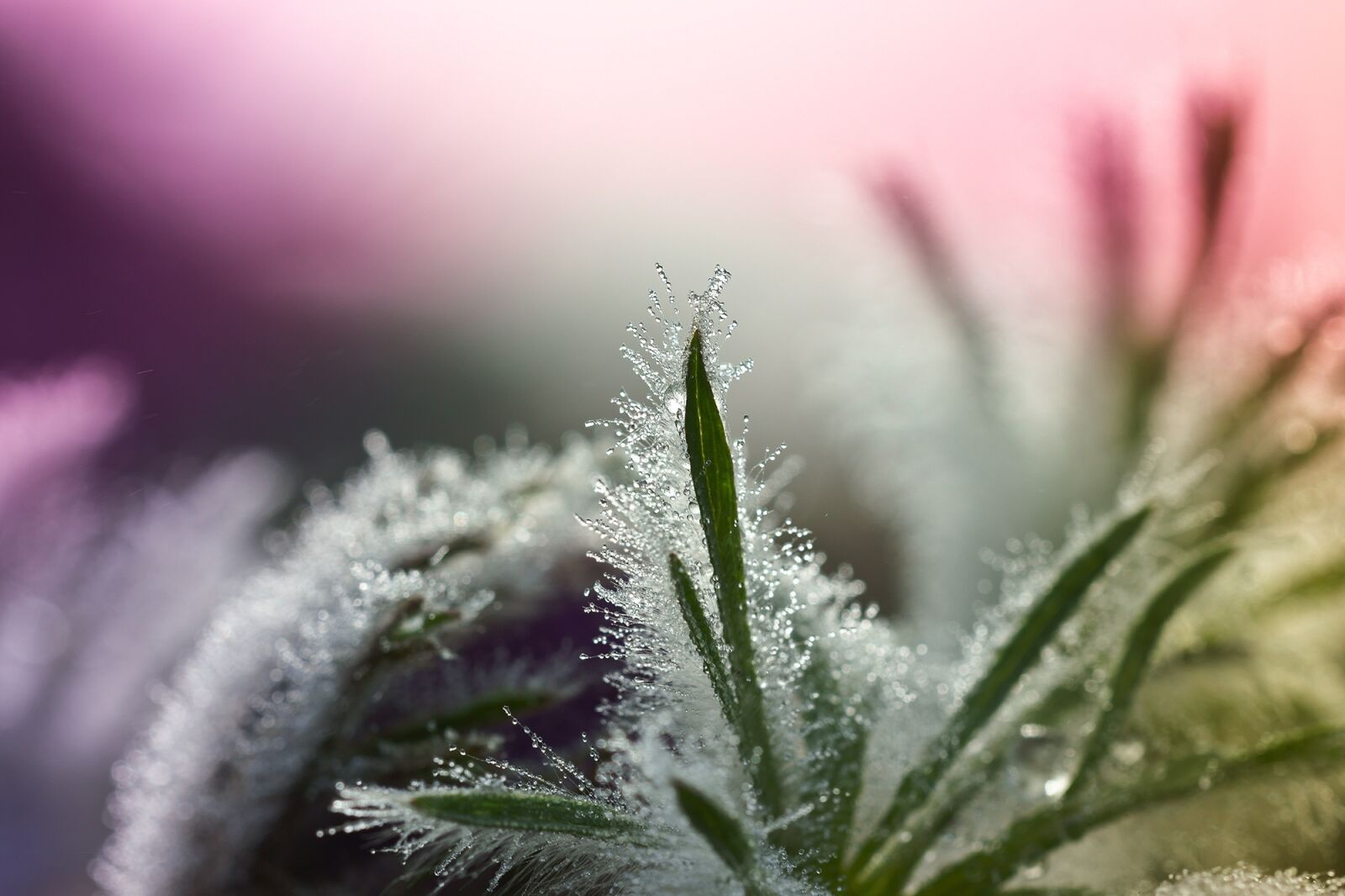 Sony SLT-A77 sample photo. Leaves, pasqueflower, dewdrop photography