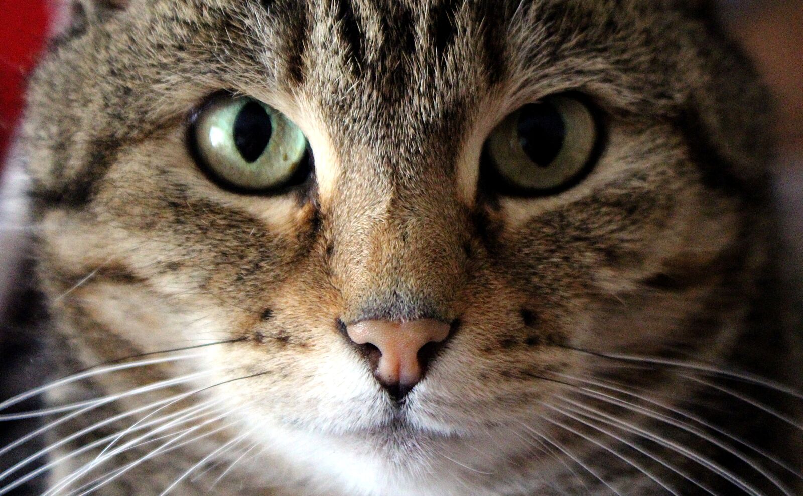 Canon EOS 650D (EOS Rebel T4i / EOS Kiss X6i) sample photo. Cat, face, eyes photography