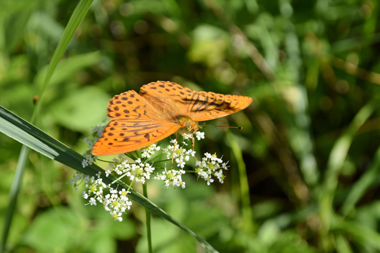Nikon D5300 sample photo. Butterfly, insects, meadow photography
