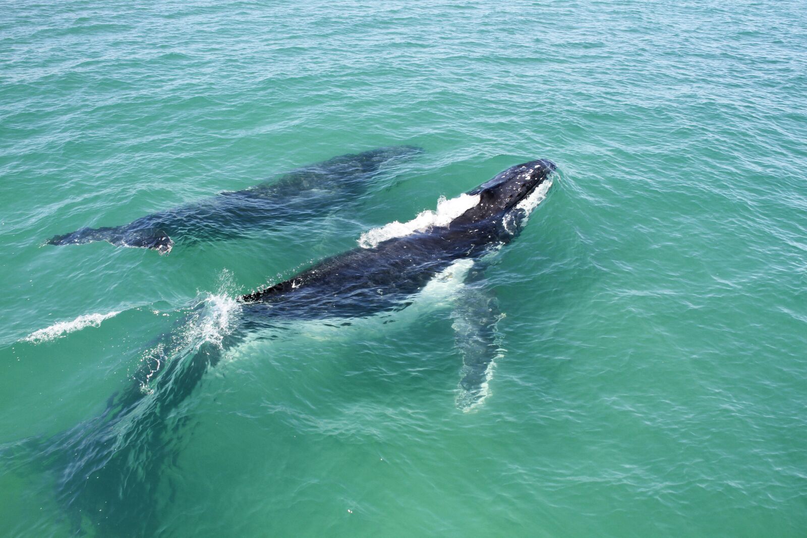 Canon EOS 7D sample photo. Whales, nature, pod photography