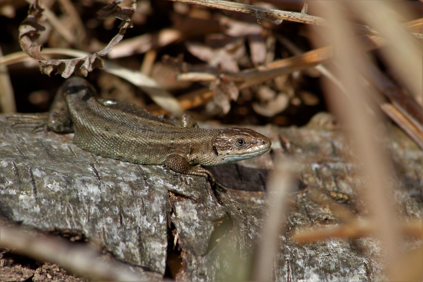 Canon EOS 1200D (EOS Rebel T5 / EOS Kiss X70 / EOS Hi) sample photo. Common lizard, reptile, wildlife photography