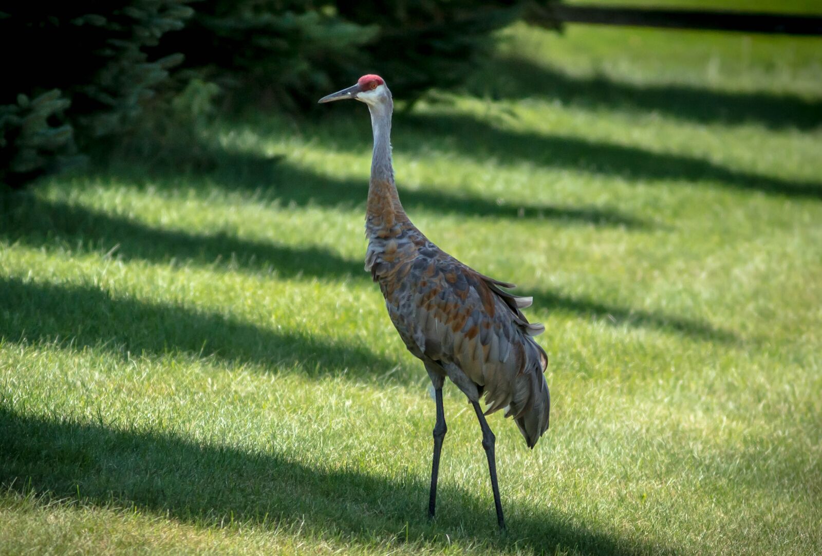 Sony Alpha NEX-6 sample photo. Sand hill crane, crane photography