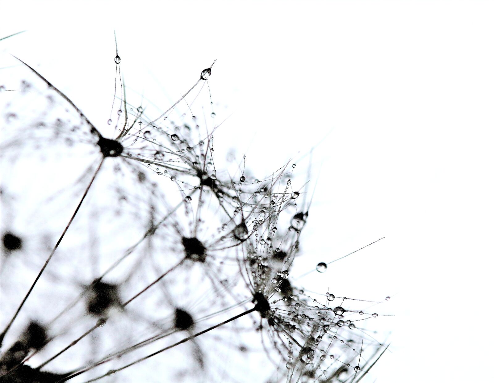 Canon EOS 1200D (EOS Rebel T5 / EOS Kiss X70 / EOS Hi) sample photo. Dandelion, raindrop, macro photography